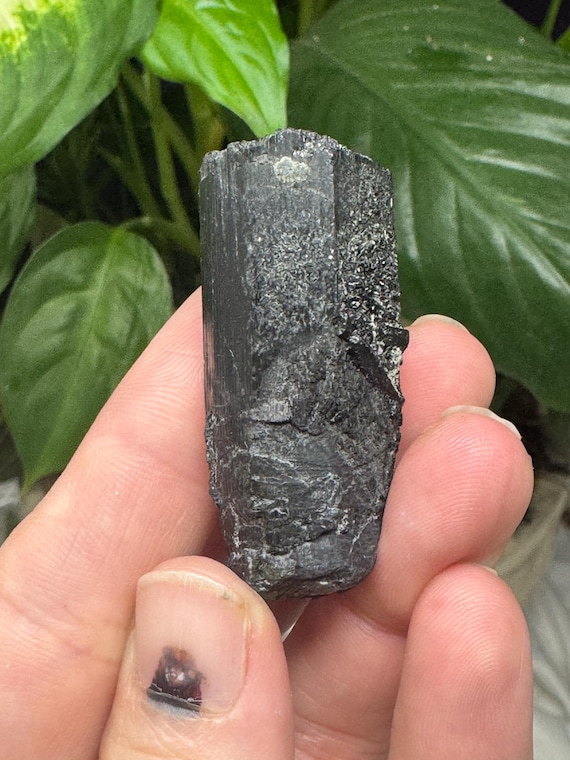 Black Tourmaline~CrystallineDreamMinerals~Ledfords Minerals