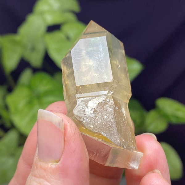 Hallelujah Junction Nevada Smoky Quartz Scepter