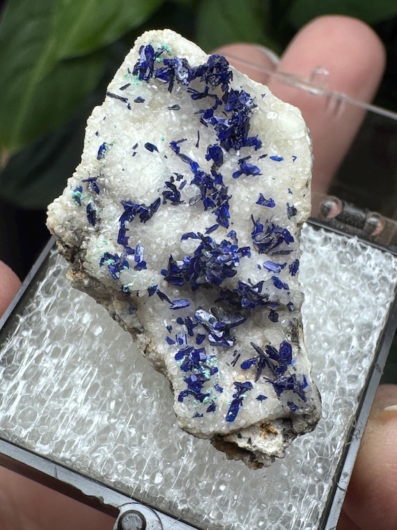 Azurite~Socalo Mine~Zacatas, Mexico~Nature Made Goods~Ledford’s Minerals