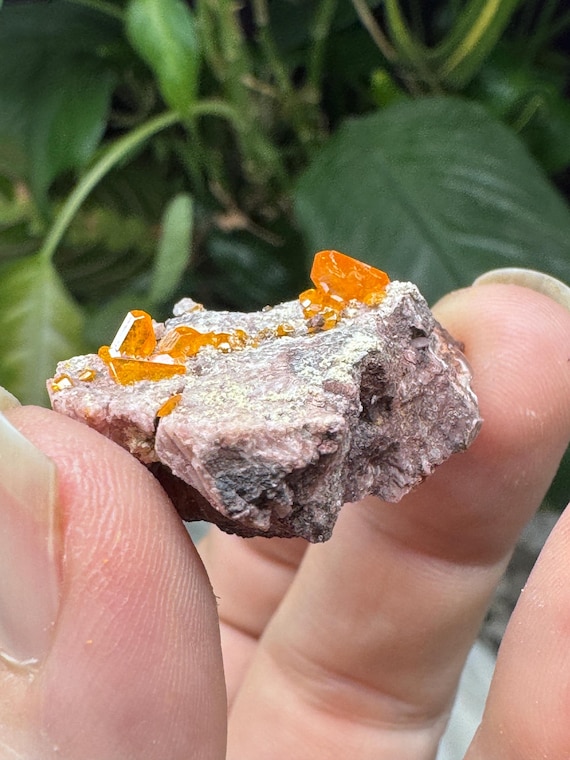 Vibrant Orange Wulfenite Cluster~Rowley Mine ~Painted Rock Mining District, AZ~Ledford’s Minerals