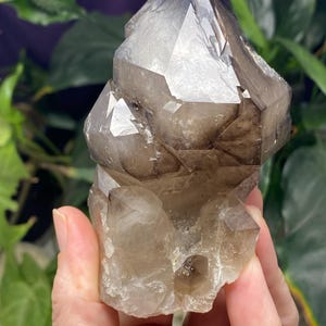 Hallelujah Junction Smoky Quartz Scepter Cluster