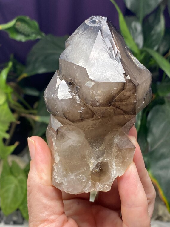 Hallelujah Junction Smoky Quartz Scepter Cluster