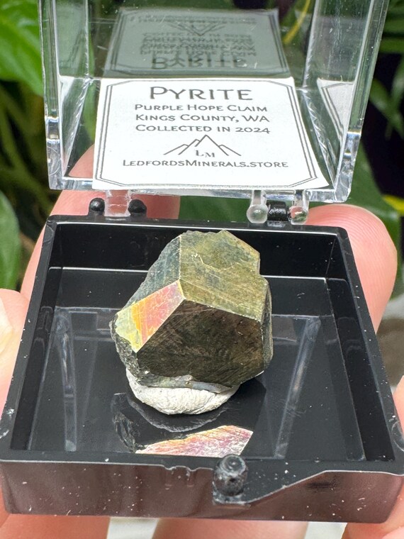 Purple Hope Claim Kings County WA Pyrite Thumbnail~CrystallineDreamMinerals~Ledford's Minerals