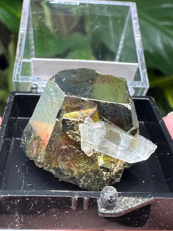 Pyrite Crystal with Quartz Thumbnail ~Purple Hope Claim~Washington~Collected by Joseph George~Ledford’s Minerals