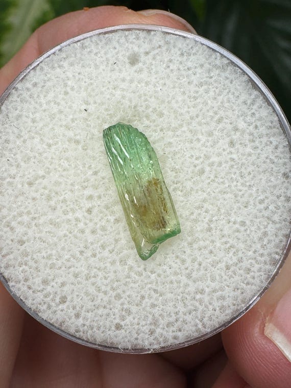 Rare North Carolina Hiddenite Crystal Ex Terry Ledford Collection~Crystalline Dream Minerals~Ledfords Minerals