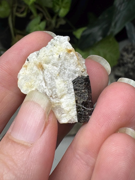 Tourmaline~North Carolina Crabtree Emerald Mine~Ex Terry Ledford Collection~Ledford’s Minerals