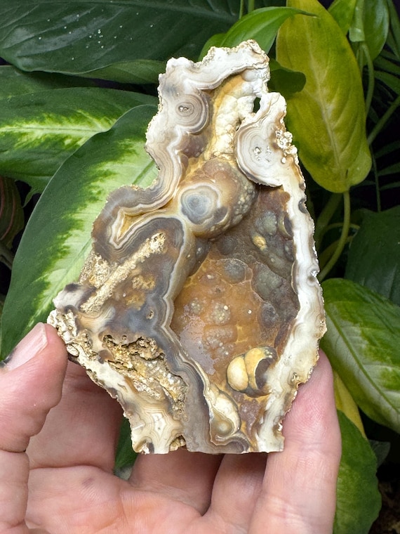 Agatized Coral~Tampa Bay, Florida~Ledfords Minerals