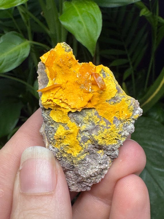 Vibrant Orange Wulfenite Cluster~Rowley Mine ~Painted Rock Mining District, AZ~Ledford’s Minerals