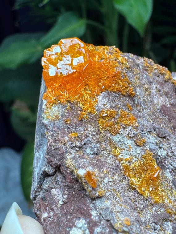 Vibrant Orange Wulfenite Cluster~Rowley Mine ~Painted Rock Mining District, AZ~Ledford’s Minerals