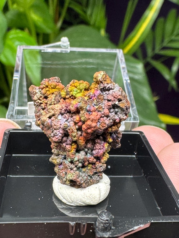 Turgite with Rainbow Iridescent Hematite Thumbnail~Lincoln County, GA~Graves Mountain~Collected by Terry Ledford~CrystallineDreamMin