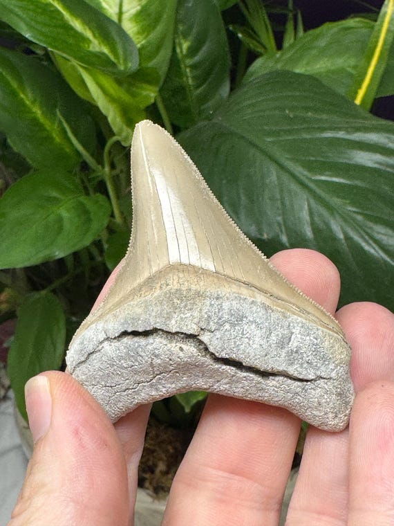 Megaladon Tooth~Shark Tooth~Fossil~Nature Made Goods~Ledfords Minerals