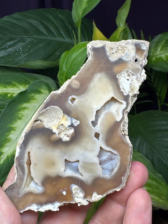 Agatized Coral~Tampa Bay, Florida~Ledfords Minerals