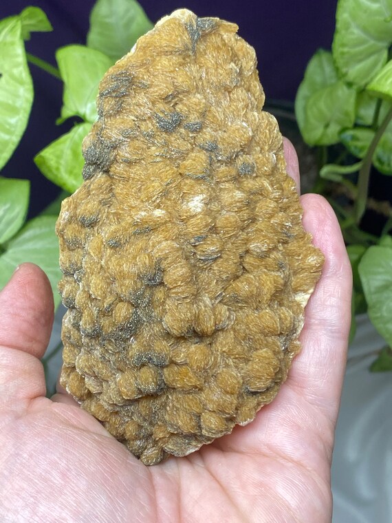 Poland Coral Barite with Pyrite