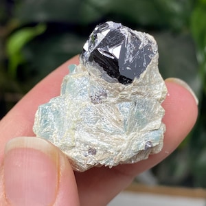 Puede incluir: Un cristal negro octaédrico facetado de turmalina schorl, una variedad de turmalina, sobre una matriz de mica moscovita blanca, escamosa y plateada.