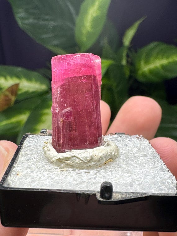 Vibrant Pink Tourmaline~Cruzeiro Mine, São José da Safira, Minas Gerais, Brazil~Thumbnail~~Nature Made Goods~Ledford's Minerals