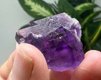 Purple Hasties Quarry Illinois Fluorite With UV Reactive Petroleum
