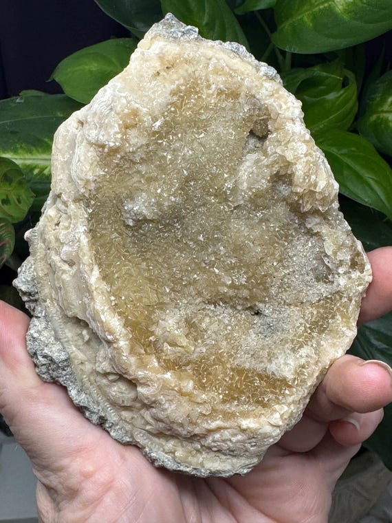 Calcite Fossilized Clam~Okeechobee County, Florida, Rucks Pit, aka the Fort Drum Crystal Mine~Crystalline Dream Minerals~Ledfords Minerals