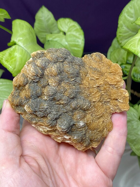 Poland Coral Barite with Pyrite