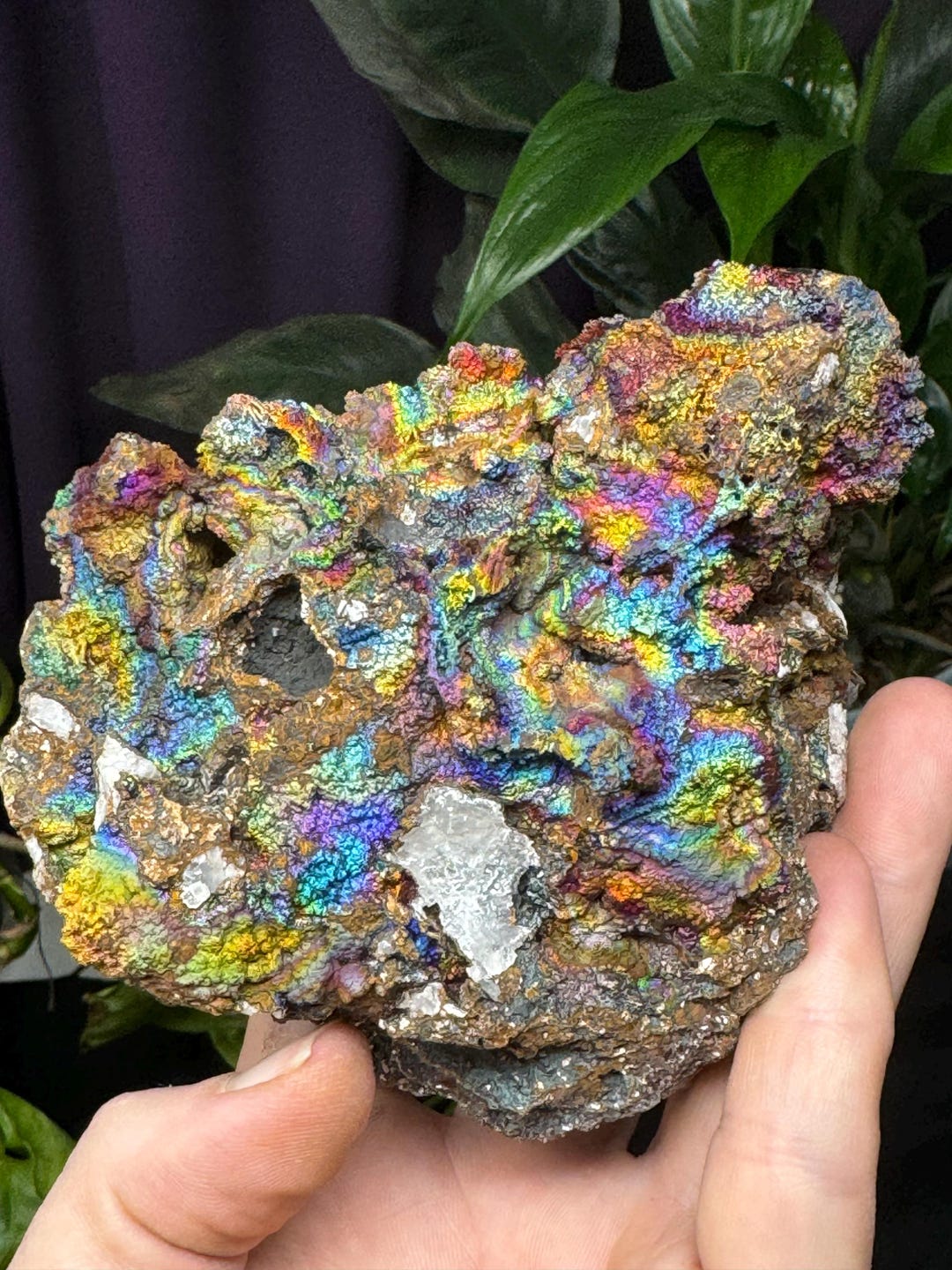 バタグルミ化石　d il_1080xN.6657359331_bbgp.jpg