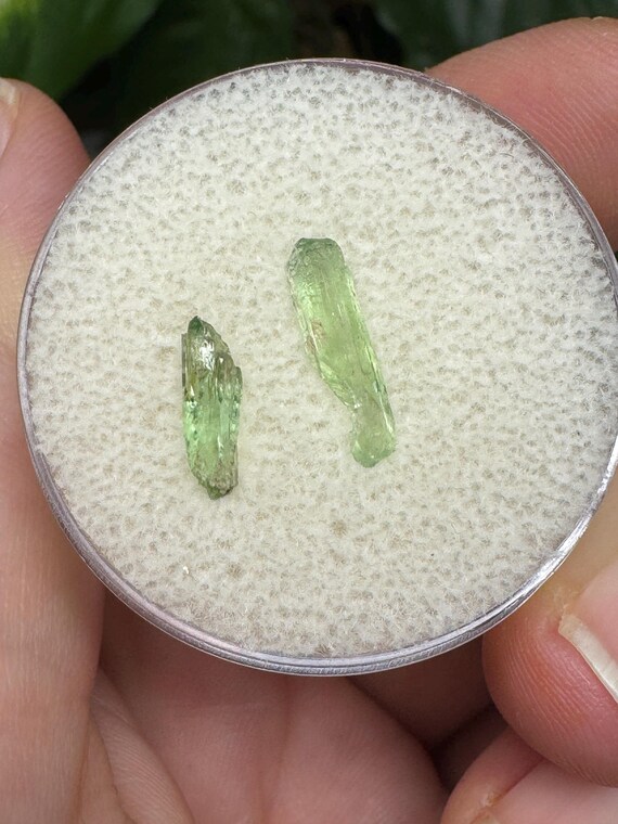 Rare North Carolina Hiddenite Crystal Ex Terry Ledford Collection~Crystalline Dream Minerals~Ledfords Minerals