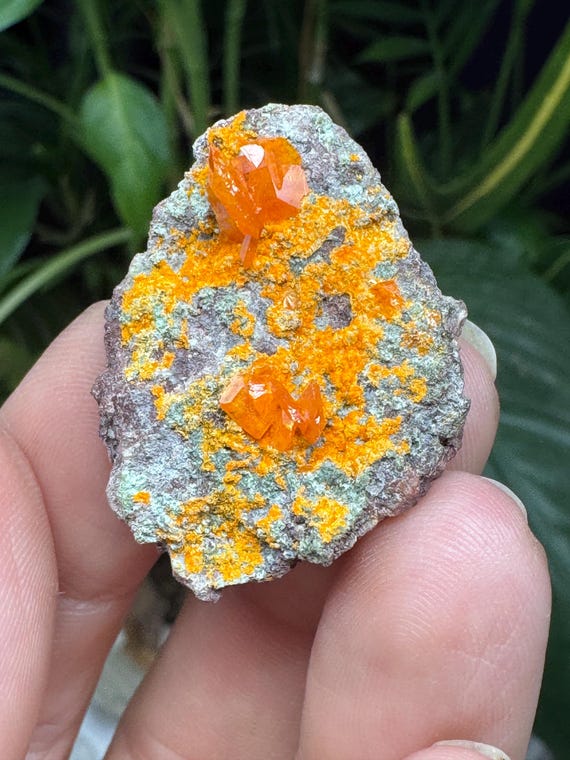 Vibrant Orange Wulfenite Cluster~Rowley Mine ~Painted Rock Mining District, AZ~Ledford’s Minerals