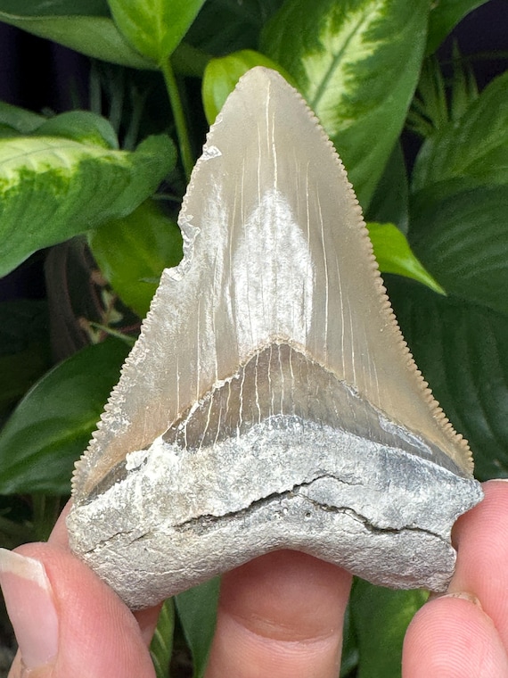 Megaladon Tooth~Shark Tooth~Fossil~Nature Made Goods~Ledfords Minerals