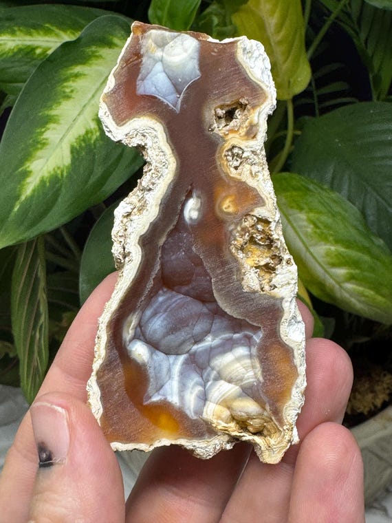 Agatized Coral~Tampa Bay, Florida~Ledfords Minerals