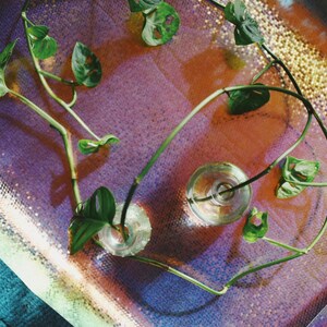 Puede incluir: Vista aérea de una planta con hojas y tallos verdes en dos pequeños jarrones de cristal. Los jarrones están sobre una bandeja reflectante e iridiscente con tonos morados, naranjas y dorados. Los tallos de la planta se curvan alrededor de los jarrones.