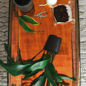 Puede incluir: Una planta verde con hojas largas y estrechas está en una maceta negra. La planta está en una bandeja de color cobre con una pequeña regadera, unas tijeras y una bolsa de tierra.