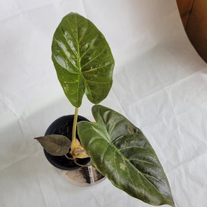 Alocasia wentii “vintage silver” AVS04