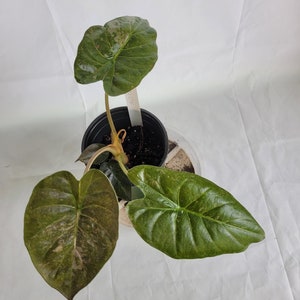 Alocasia wentii “vintage silver” AVS06