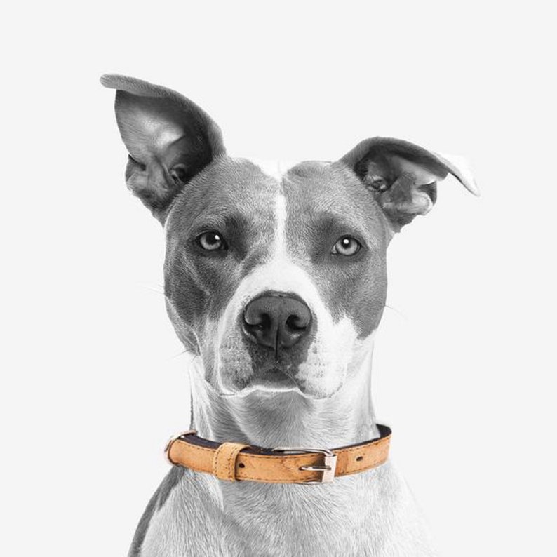 Cork Dog Collar Handmade Vegan Durable Eco Friendly image 1