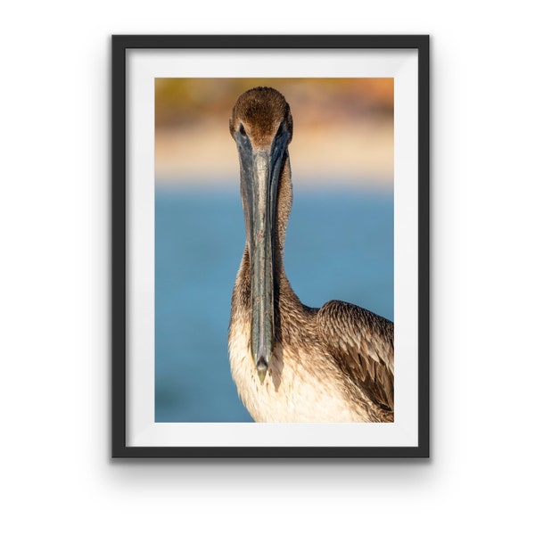 Pelican Beak dramatically straight on, Mexico, Yucatan, Animal Wall Art, Nature Print, Wildlife