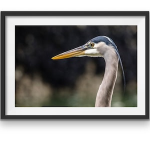 Great Blue Heron in an extreme close up photo print, Vancouver, British Columbia, Animal Wall Art, Nature Print, Wildlife, poster, close up