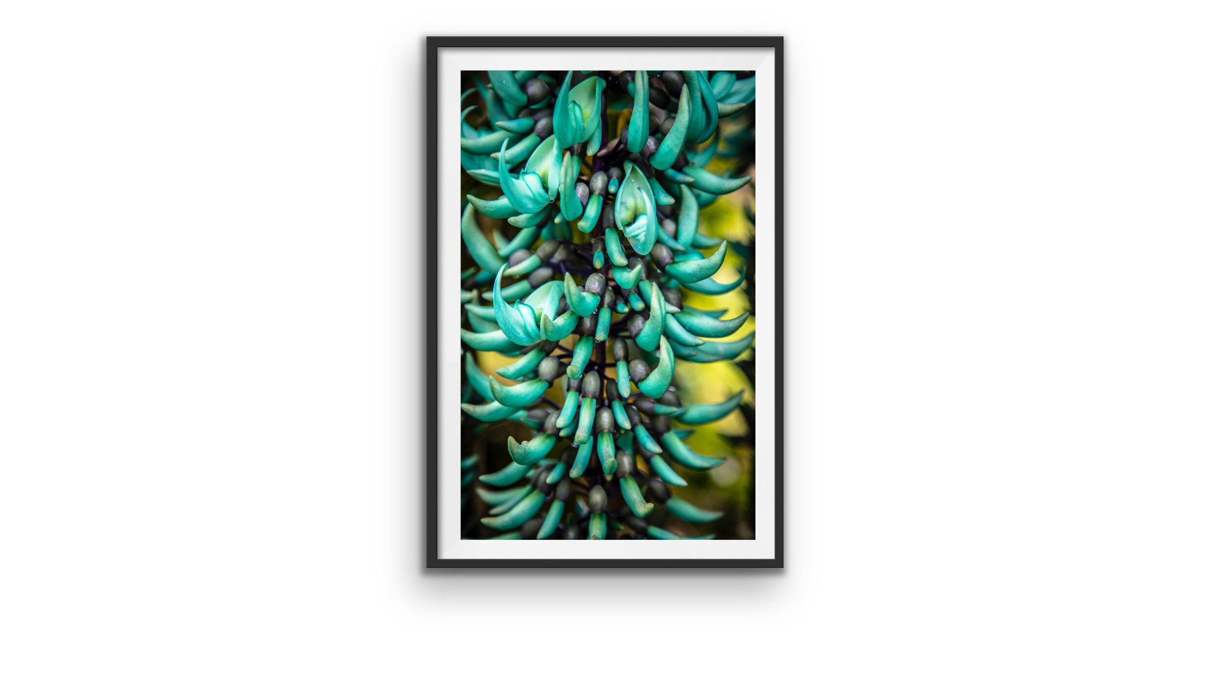 Blue Jade Vine with vibrant colors, Hawaii, Photo Print. Nature, Wall, Decor, Hawaii, Plant, Travel, Poster, Art, tourism, vacation