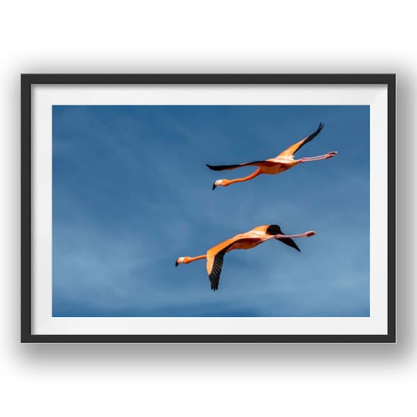 Two Pink Flamingos flying in the Yucatan.  Animal Wall Art, Nature Print, Wildlife, Poster, Close Up