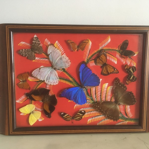 Plateau en bois de papillons embaumés. Grands papillons colorés sous verre. Disque exotique vintage des années 1950 et fait à la main et décoratif.