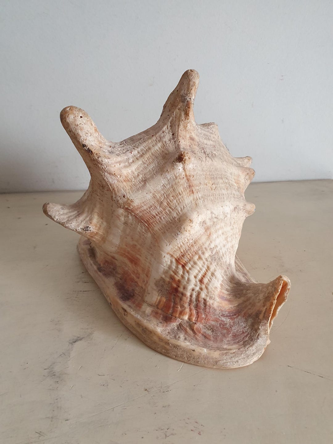 Large Vintage Conch Shell Decorative Piece, Natural Marine Specimen ...