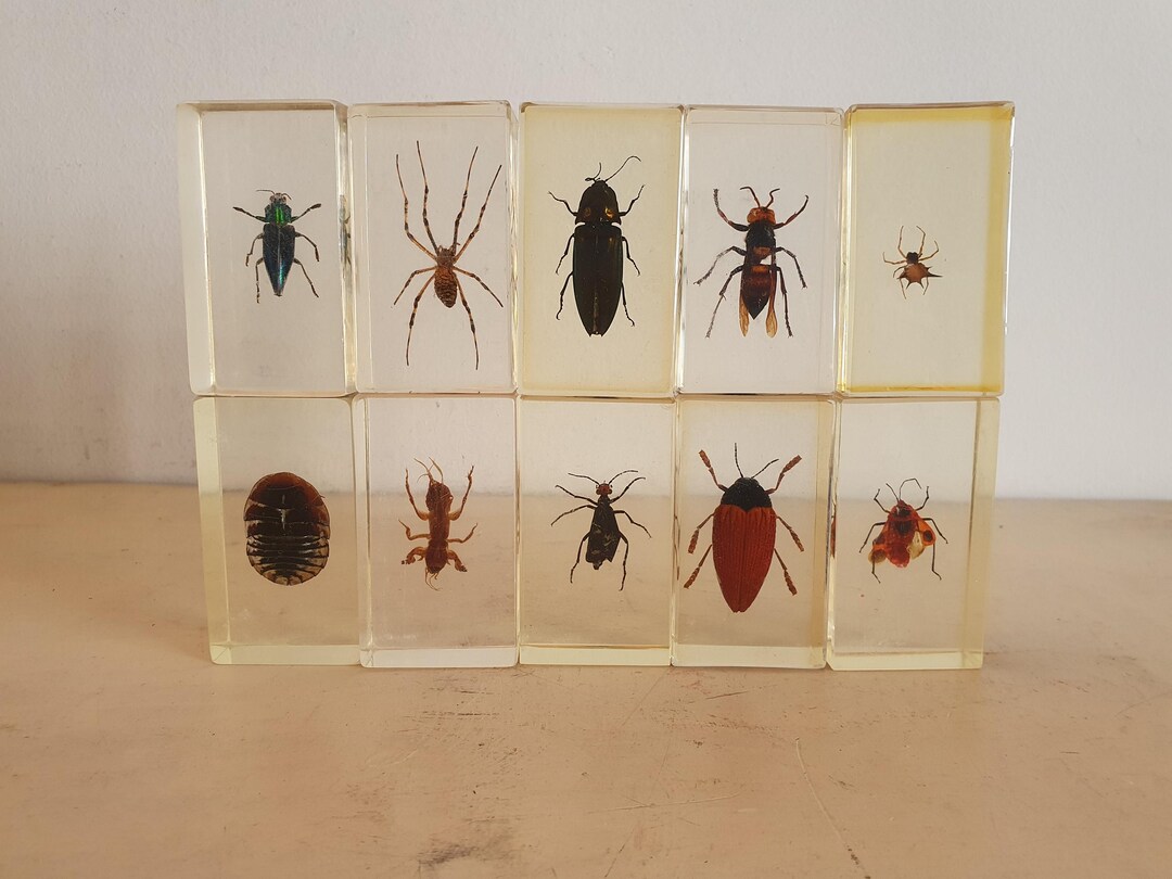 Vintage Resin Insect Specimen Collection, 10 Real Insects and Spider in ...