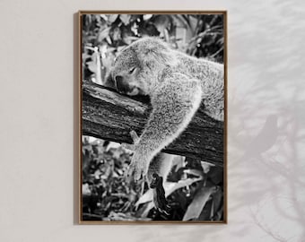 Koala poster : australia wildlife wall art