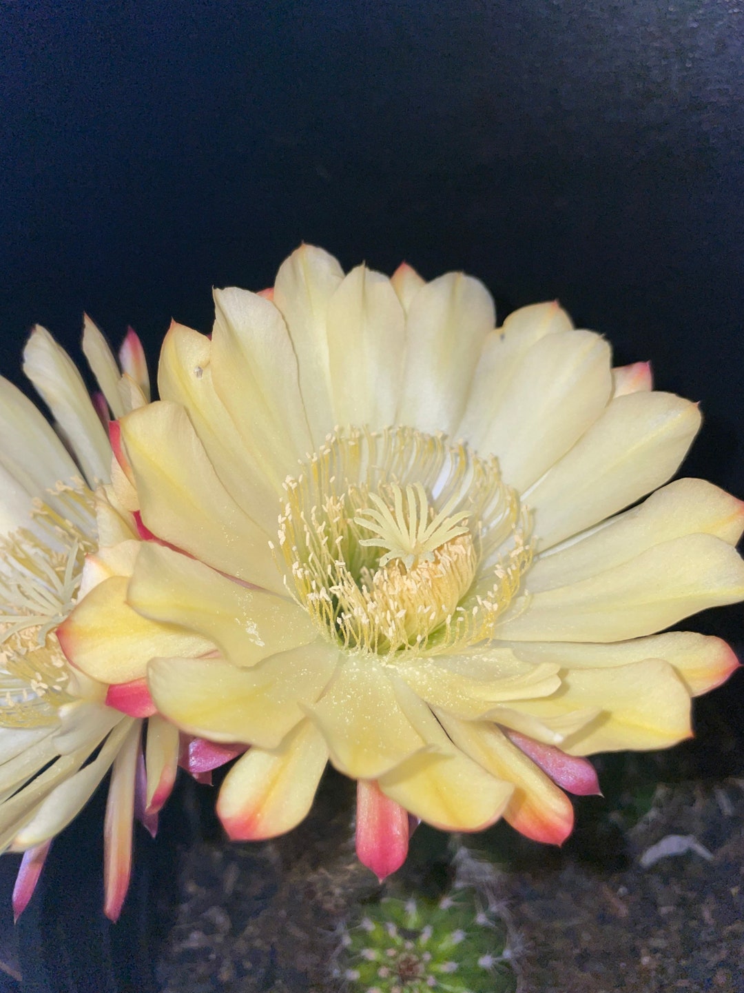 ECHINOPSIS Hybrid DUTCHMANS GOLD Torch Cactus/ Big Yellow - Etsy