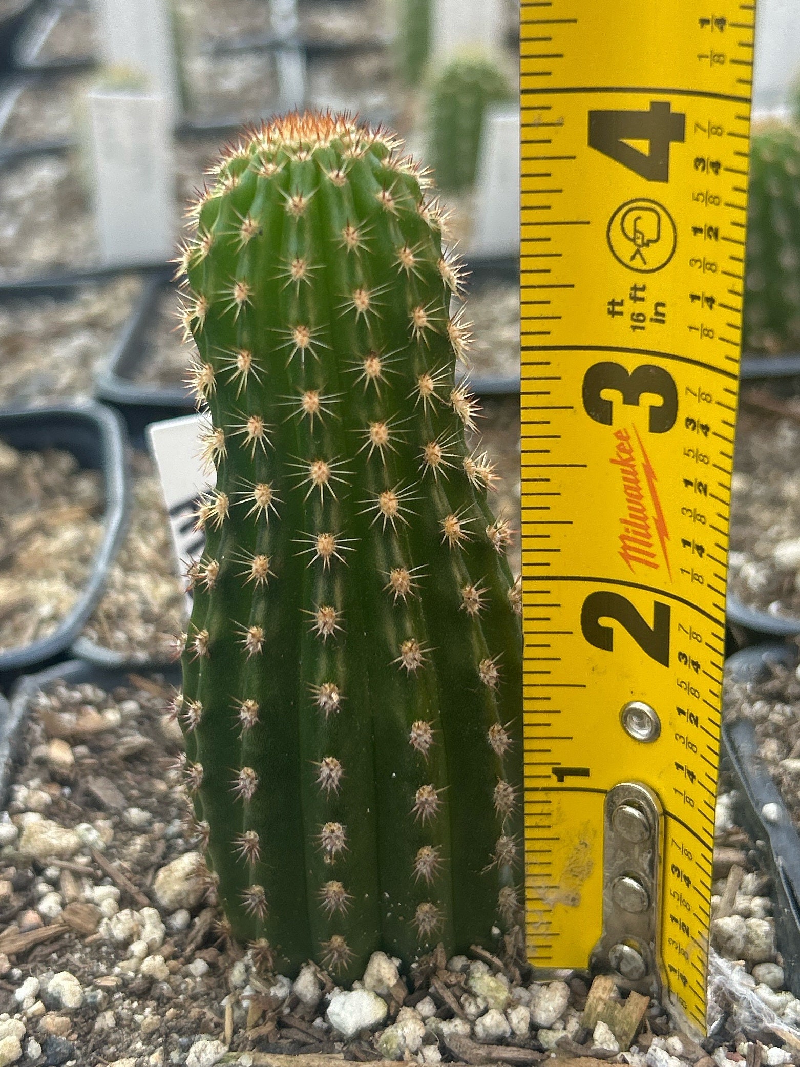 cactusです LiveTrends 12-oz Cactus- Imprint in Ceramic Planter