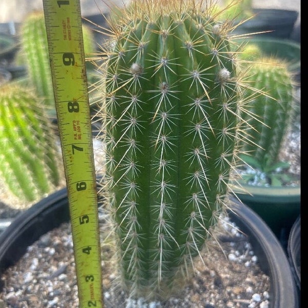 BUDDING,10+ Inch,Trichocereus Hybrid  FIRST LIGHT, Rooted, Plant, Succulent, Landscape