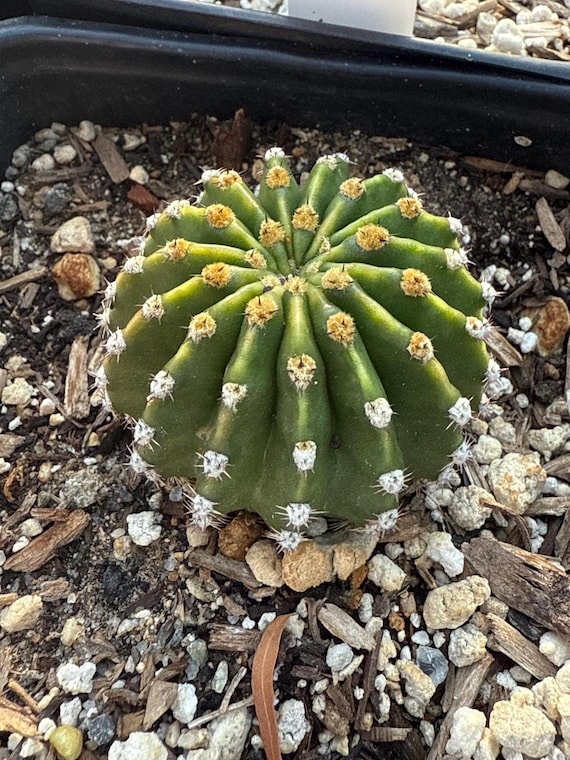 bridgesii cactus Trichocereus Bridgesii main image 0