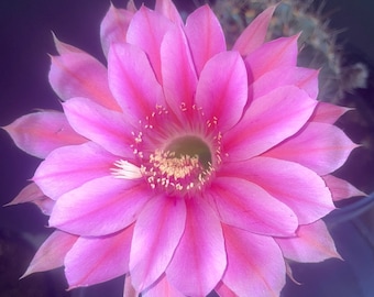 ECHINOPSIS Hybrid PINK DEVIL Well rooted cactus plant