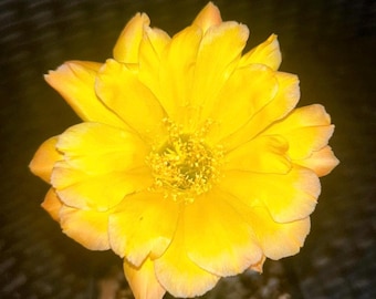 Echinopsis hybride 'O PARADISO', cactus jaune en fleurs