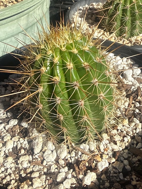 Trichocereus Hybrid FIRST LIGHT Blooming Cactus Well Rooted Plant