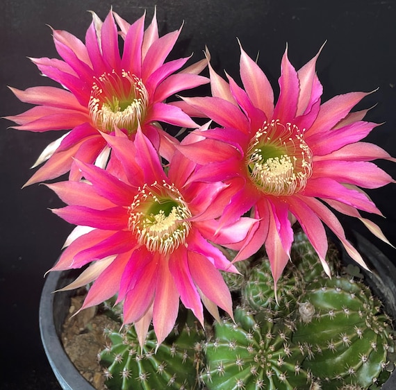 Groer klumpender Echinopsis Hybrid BOURNE SPIDER Gut verwurzelter blhender  Kaktus - Etsy Schweiz