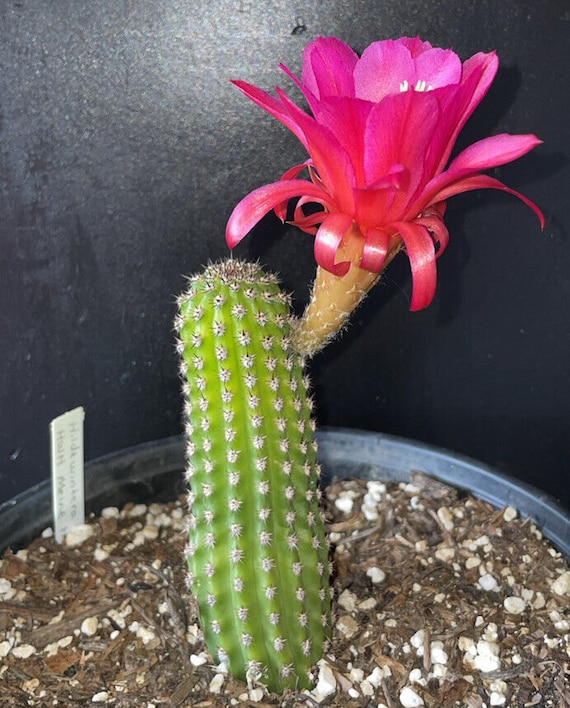 HILDEWINTERA Hybrid MEINE HILDE Well Rooted Cactus Plant - Etsy