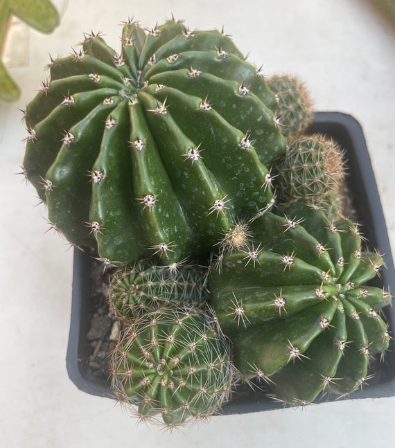 Groer klumpender Echinopsis Hybrid BOURNE SPIDER Gut verwurzelter  blhender Kaktus - Etsy Schweiz
